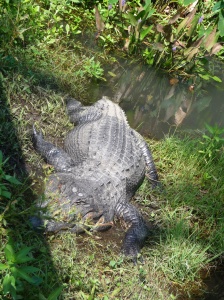 Alligator Friend